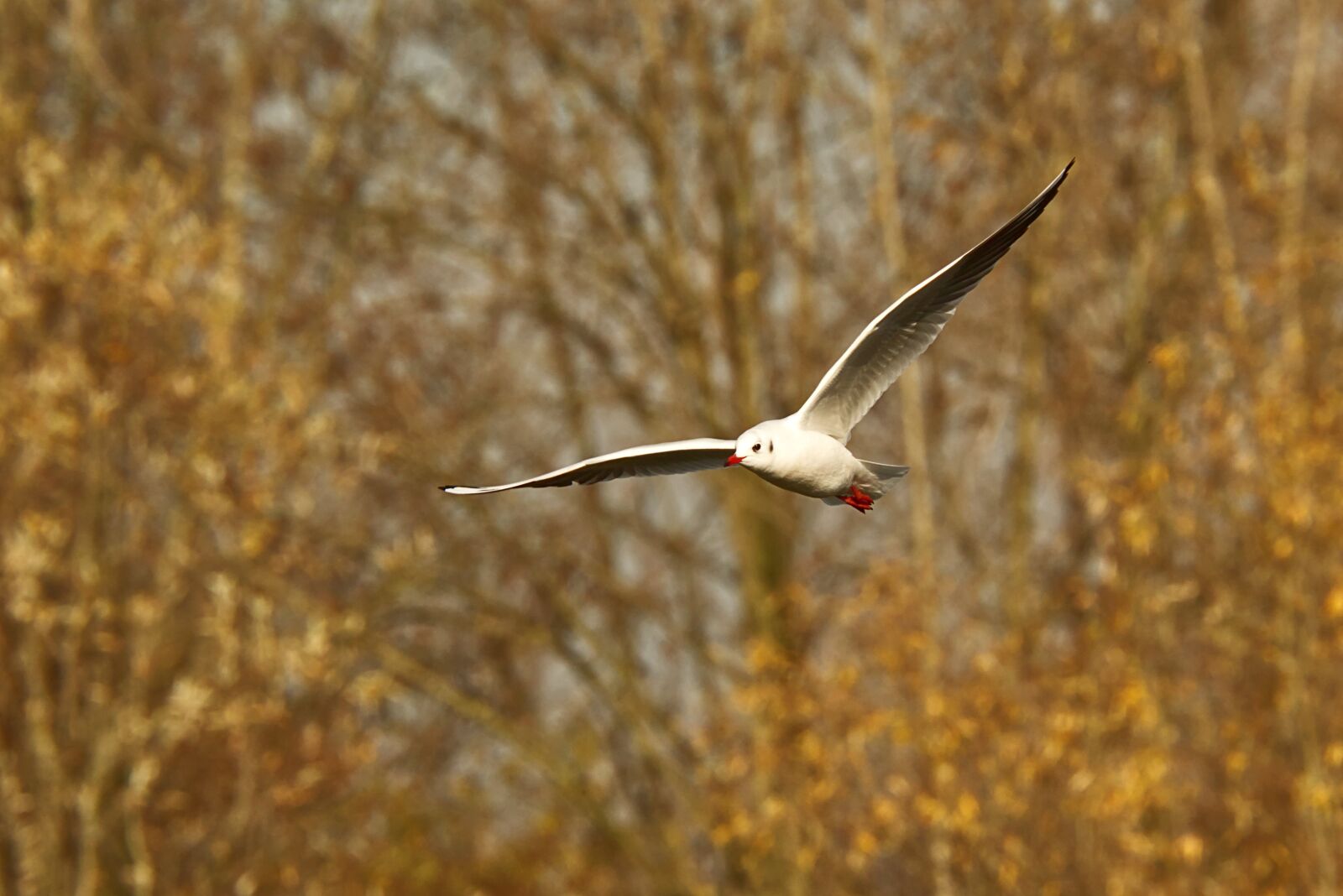 Canon EOS 7D Mark II sample photo. Birds, ali, flight photography