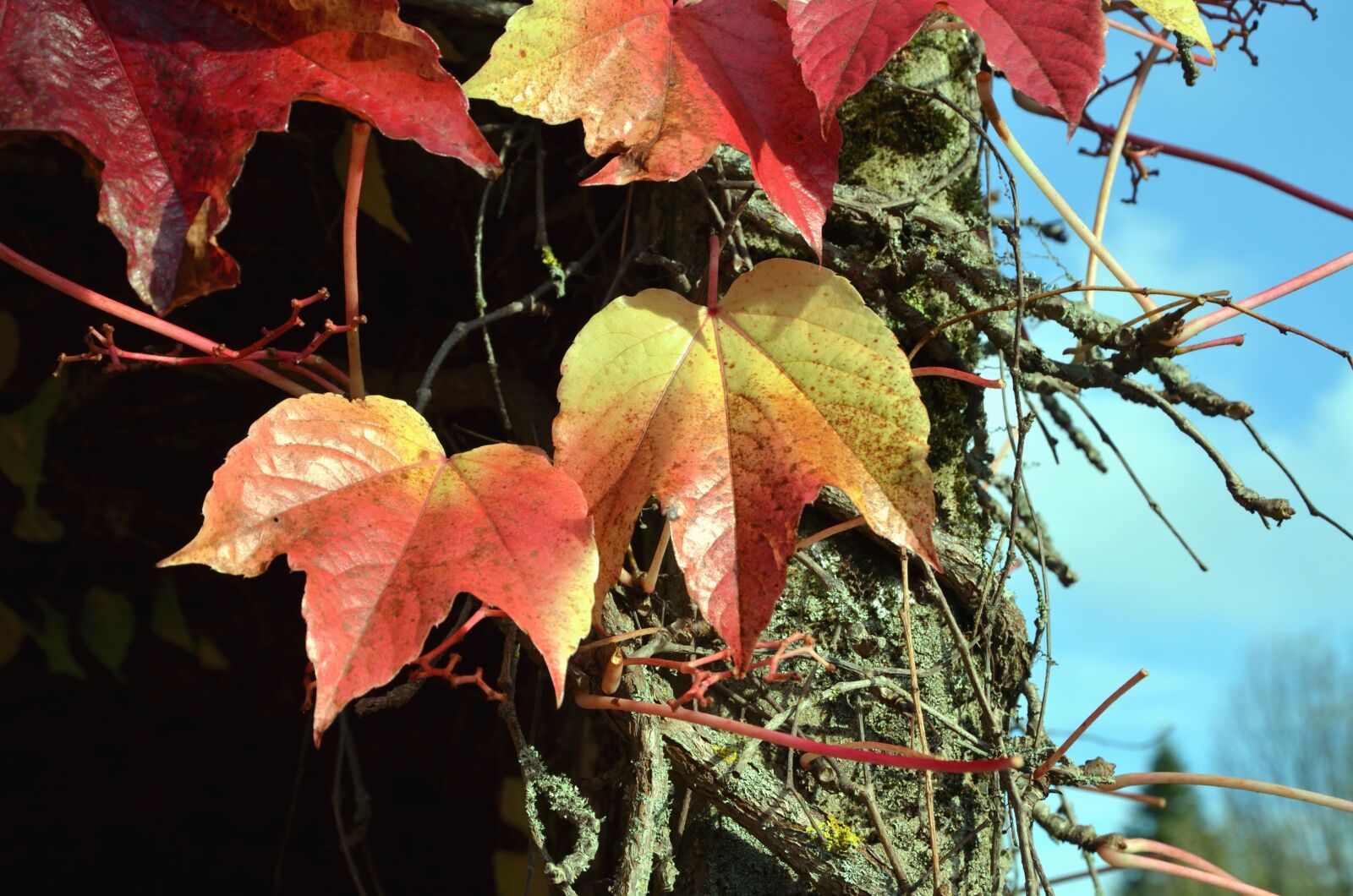 Nikon D5100 sample photo. Autumn, tree, leaf, sky photography