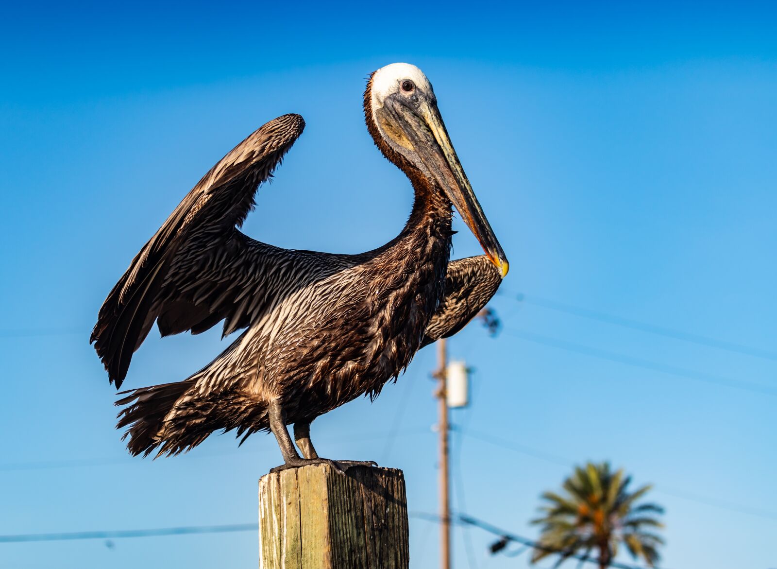 Canon EOS 200D (EOS Rebel SL2 / EOS Kiss X9) sample photo. Pelican on stump, water photography