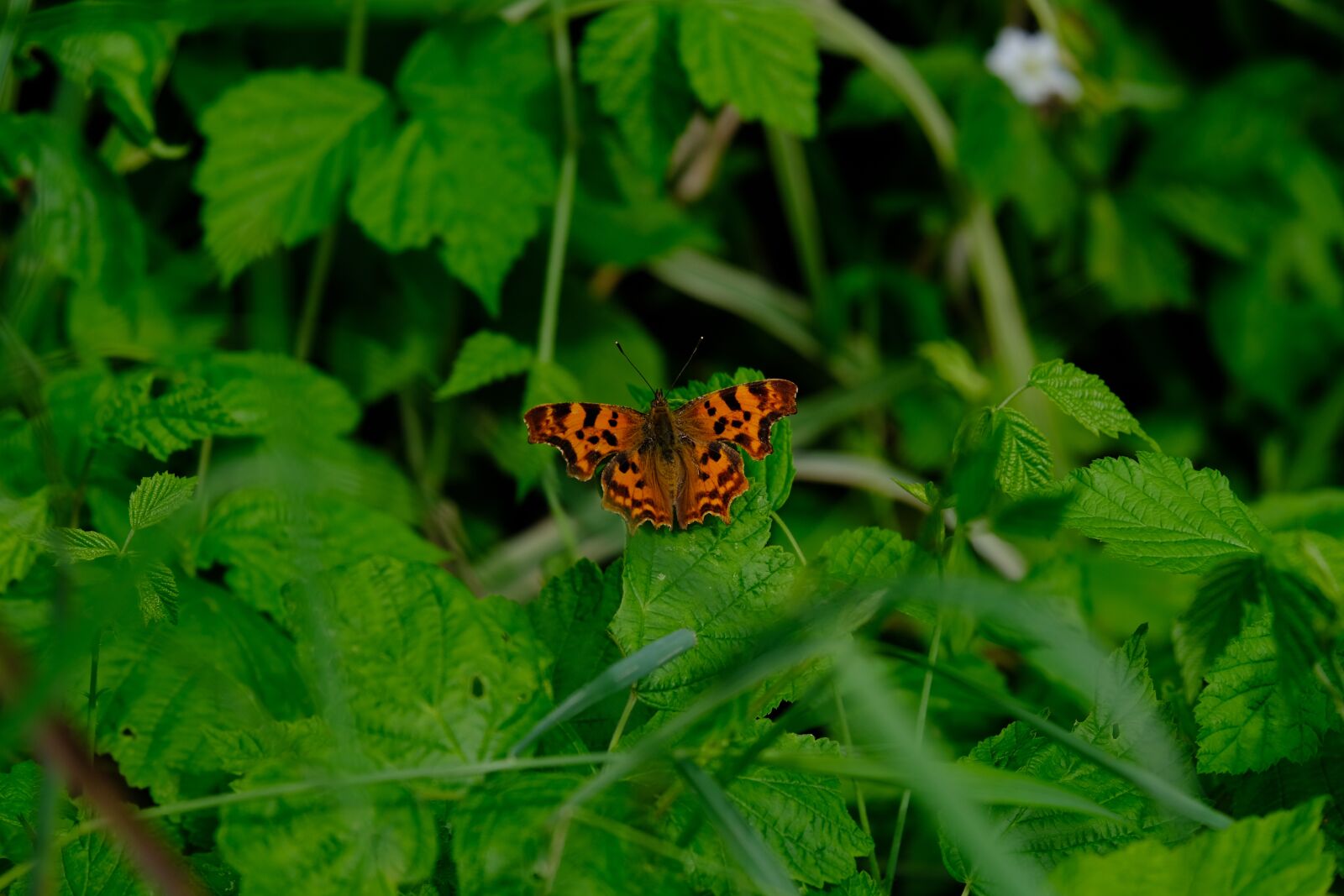 Fujifilm X-T3 sample photo. C falter, butterfly, polygonia photography