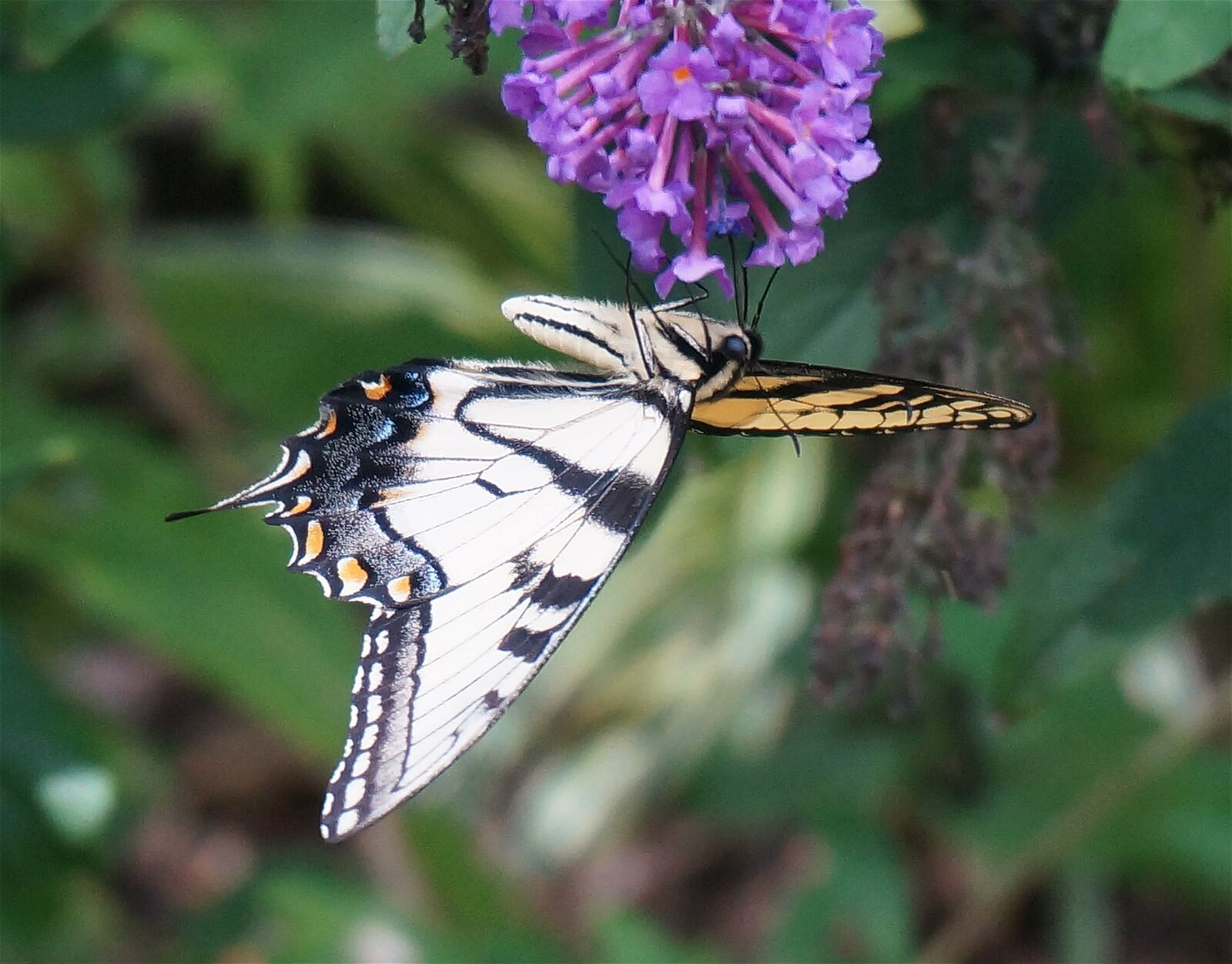 Sony Alpha NEX-5T sample photo. Tiger swallowtail, upside-down, butterfly photography