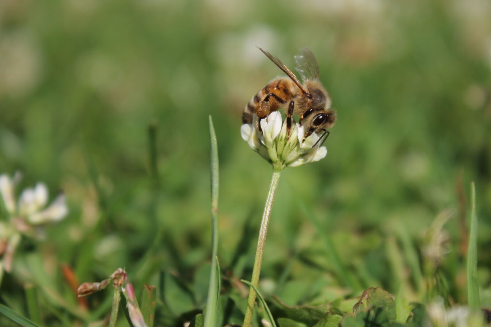 Canon EOS 700D (EOS Rebel T5i / EOS Kiss X7i) sample photo. Bee, flower, insect photography