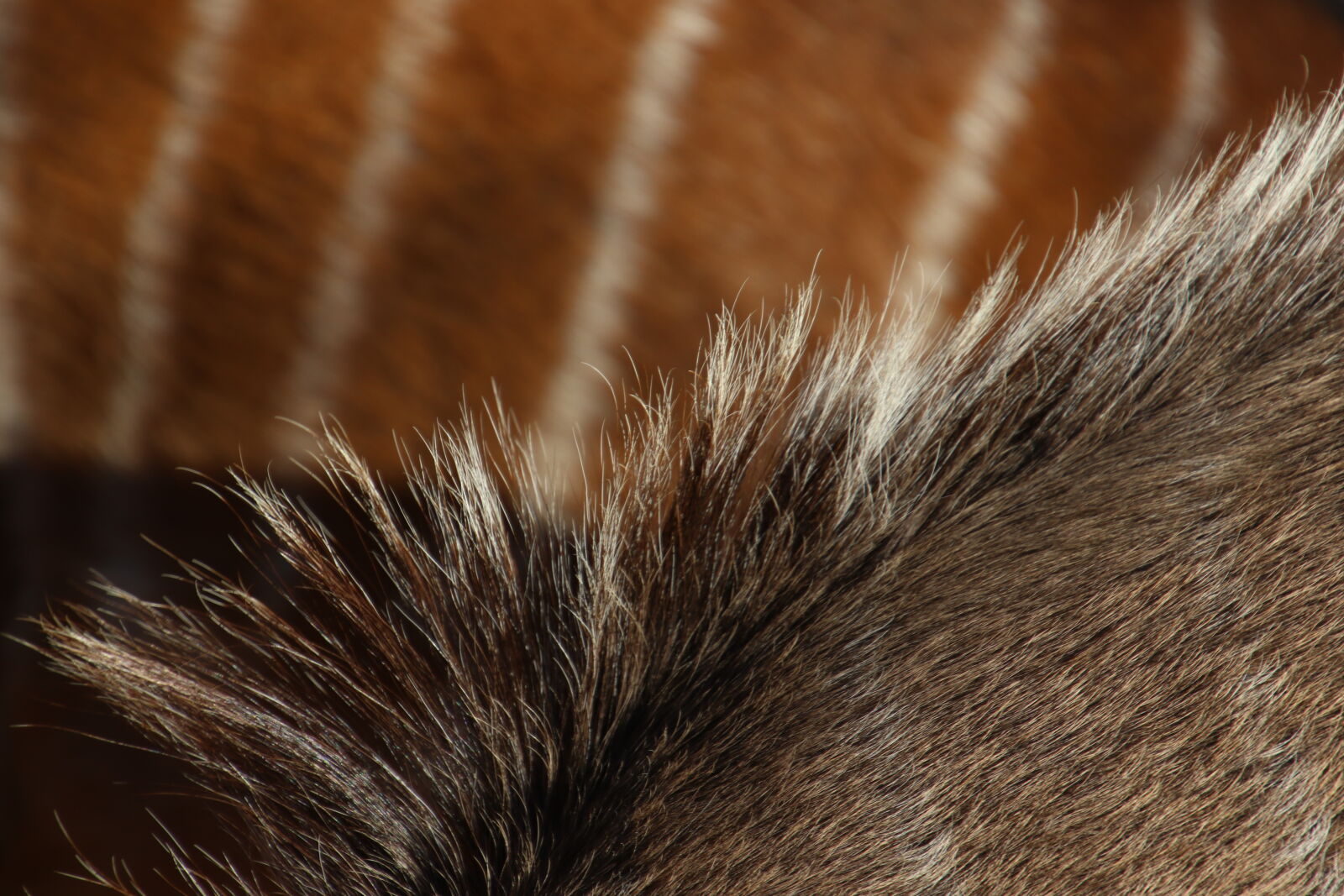 Canon EOS 7D Mark II sample photo. Animals, background, brown, fur photography