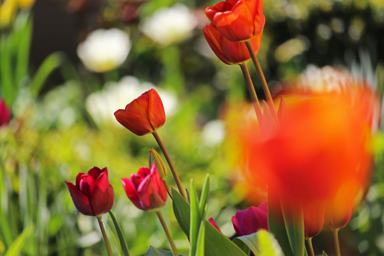Canon EF-S 55-250mm F4-5.6 IS STM sample photo. Tulip bed, spring, april photography