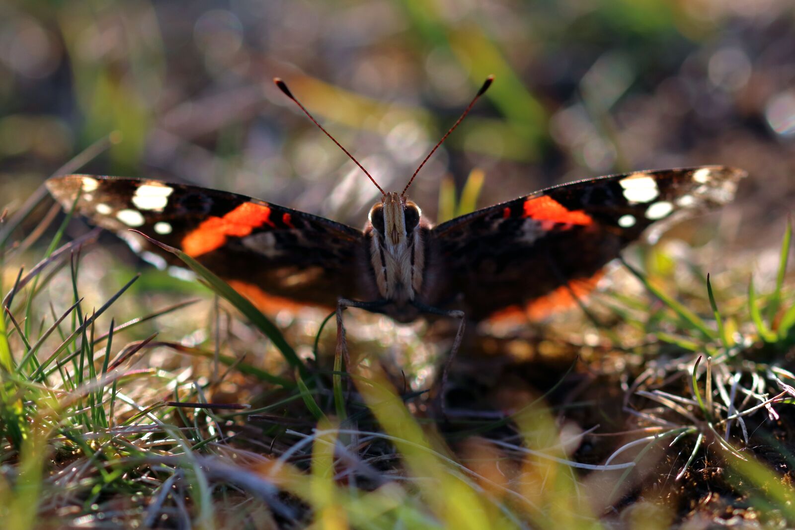 Canon EOS 80D sample photo. Red admiral, butterfly, insect photography