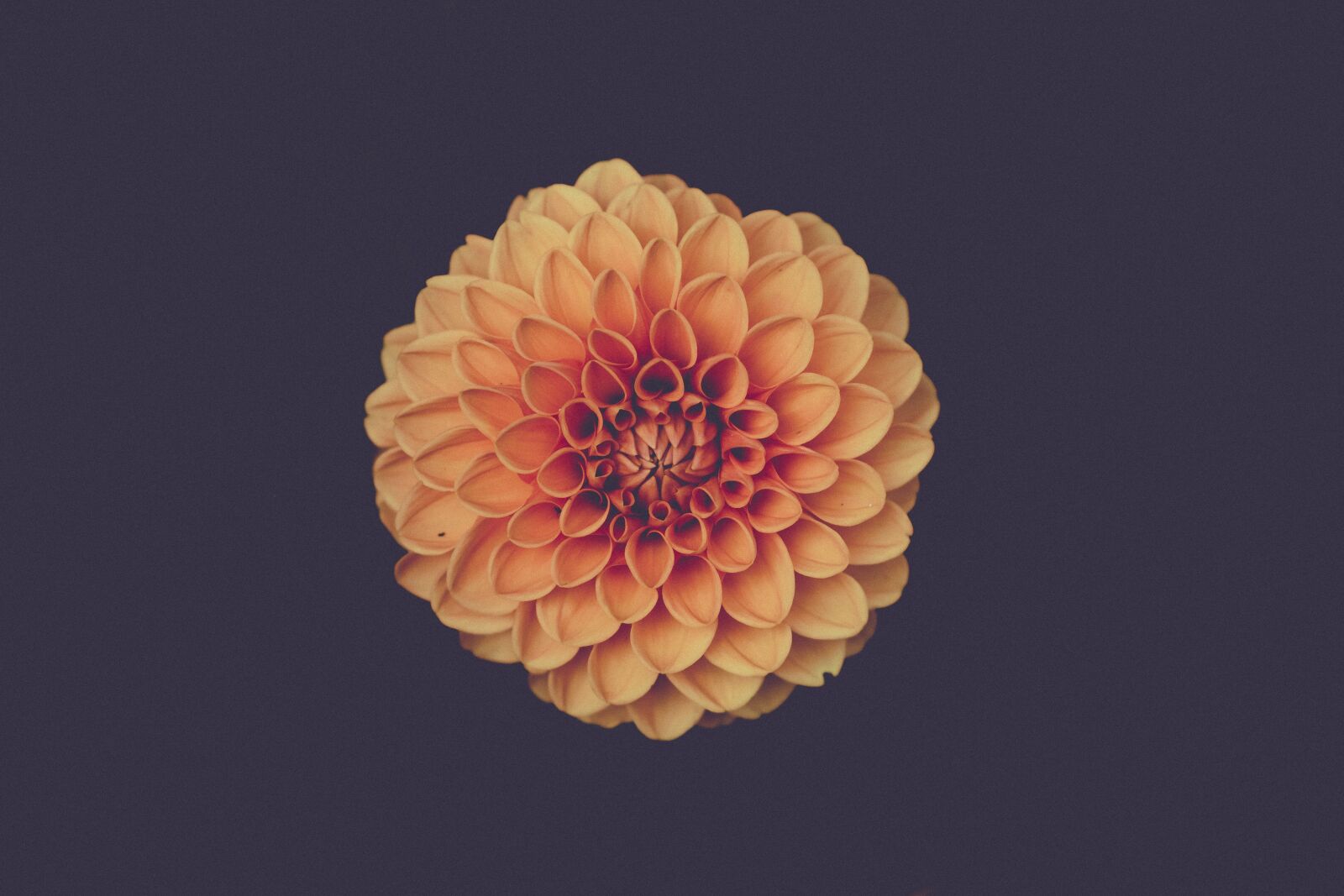 Nikon D7200 sample photo. Art, beautiful, bloom photography
