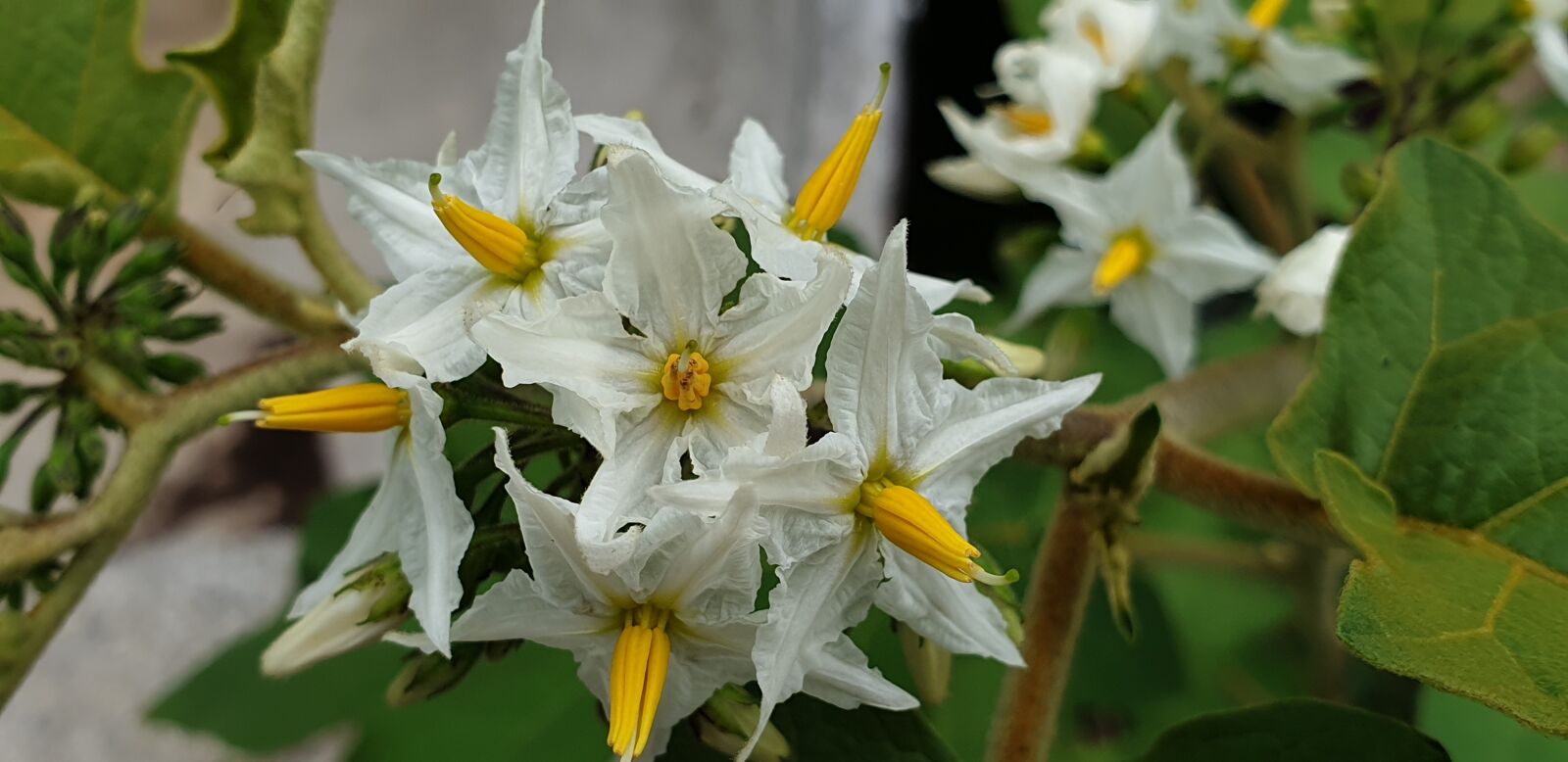 Samsung Galaxy Note9 sample photo. White, with middle yellow photography