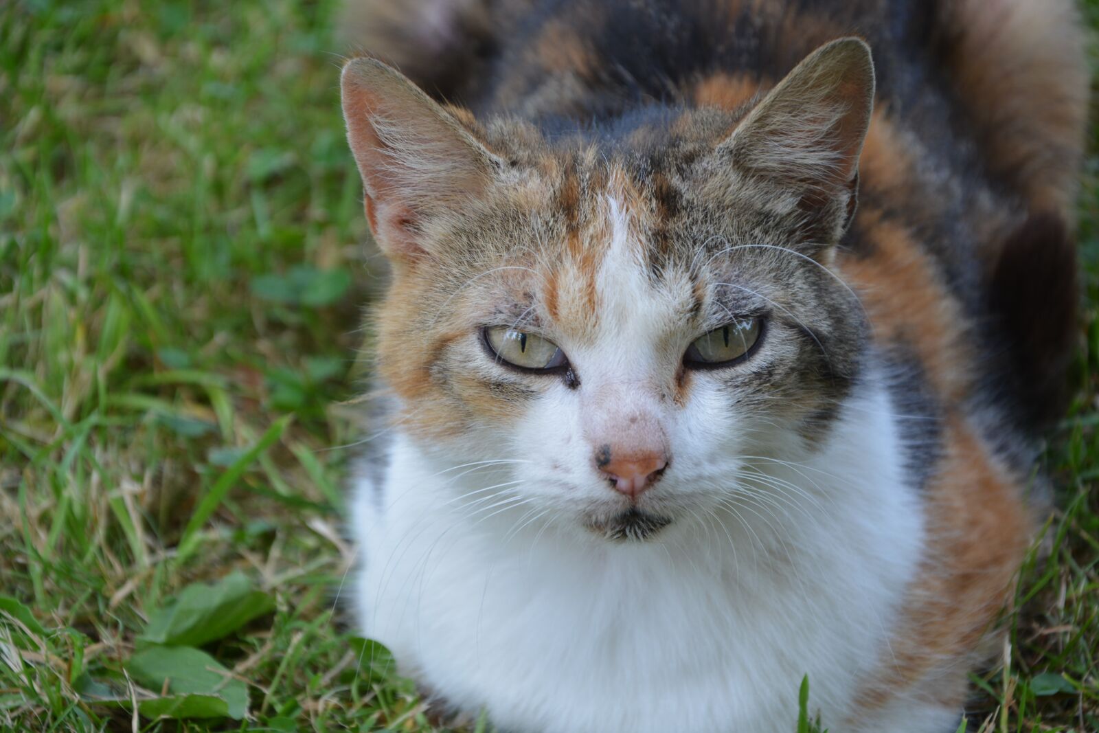 Nikon D5200 sample photo. Cat, female, nature photography