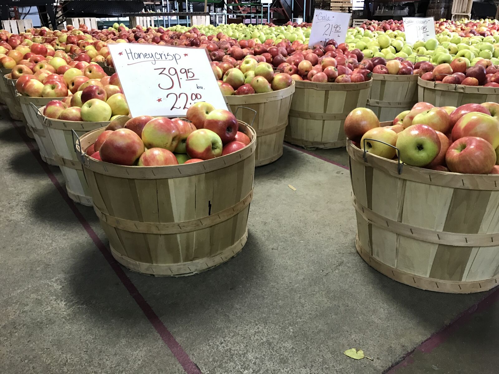 Apple iPhone 7 sample photo. Apples, harvest, food photography