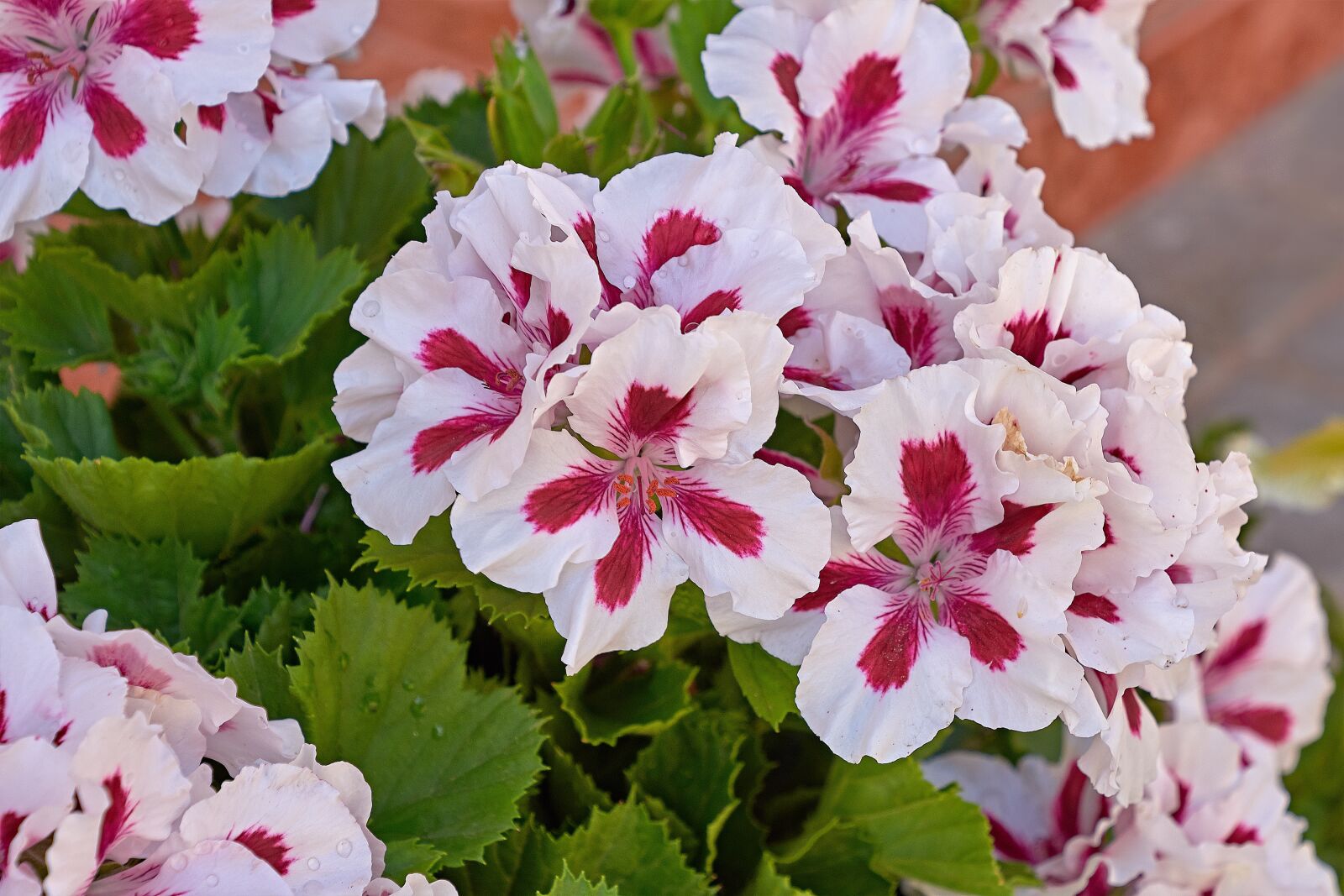 Nikon D7200 sample photo. Flower, color, nature photography