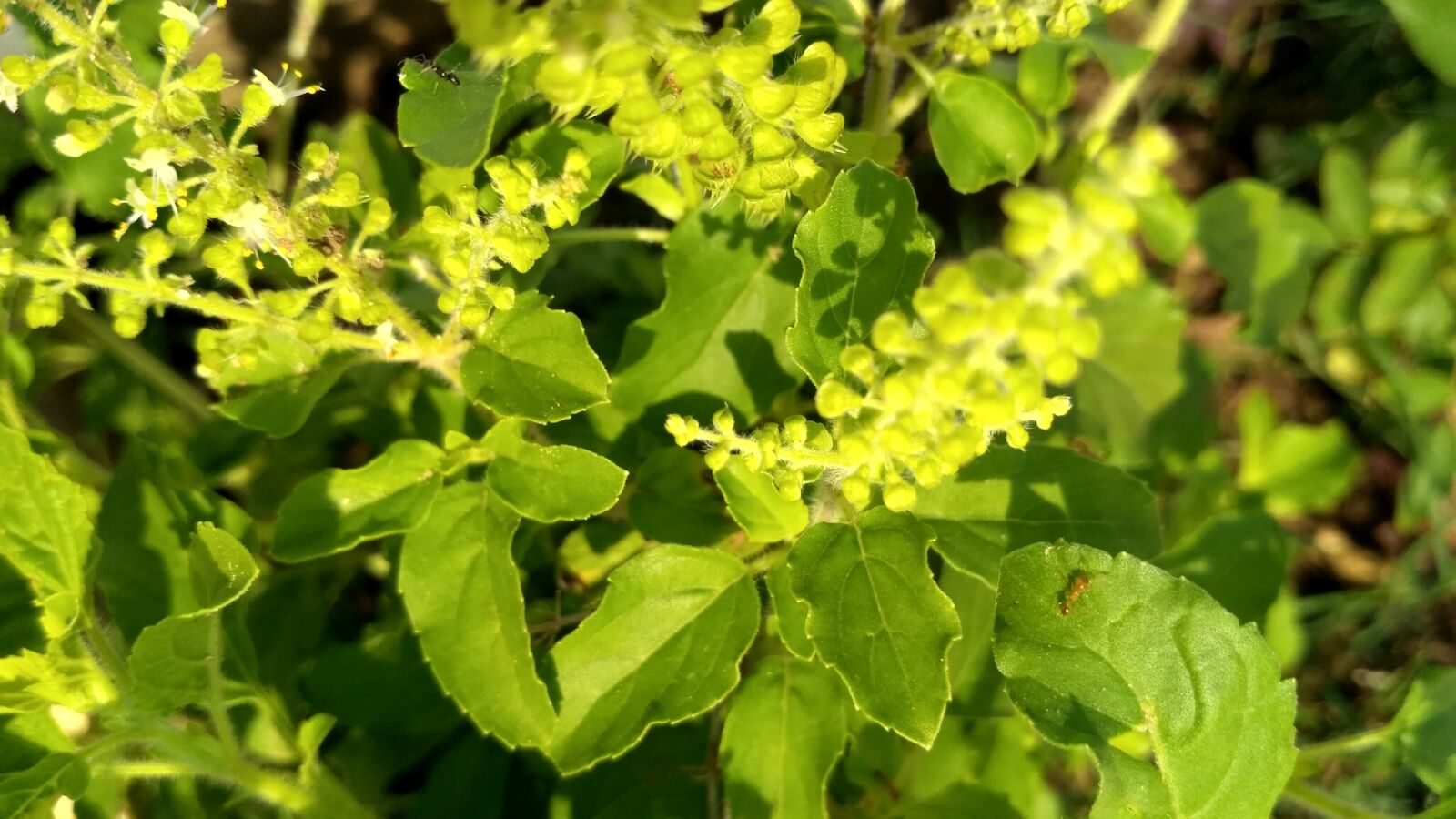 Xiaomi Redmi 3S sample photo. Nature, leaf, background photography