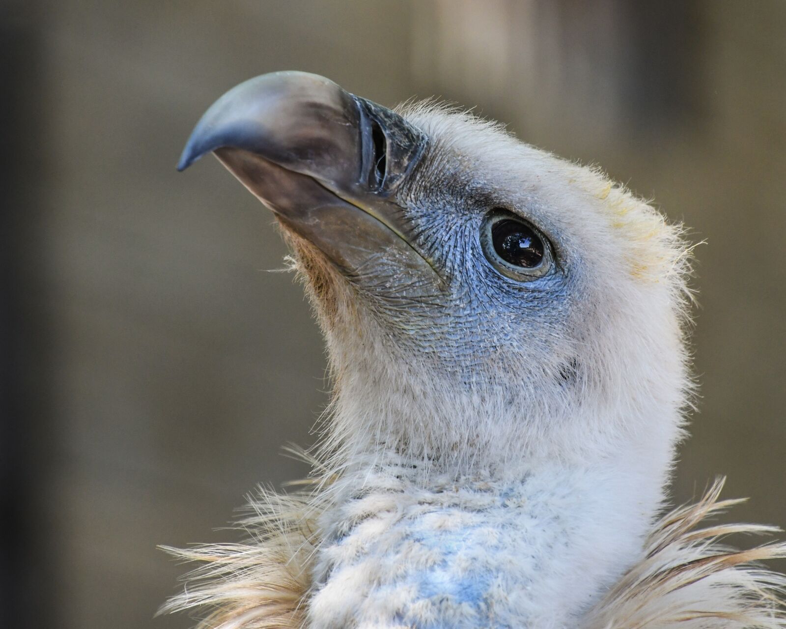 Nikon D500 sample photo. Vulture, raptor, scavenger photography