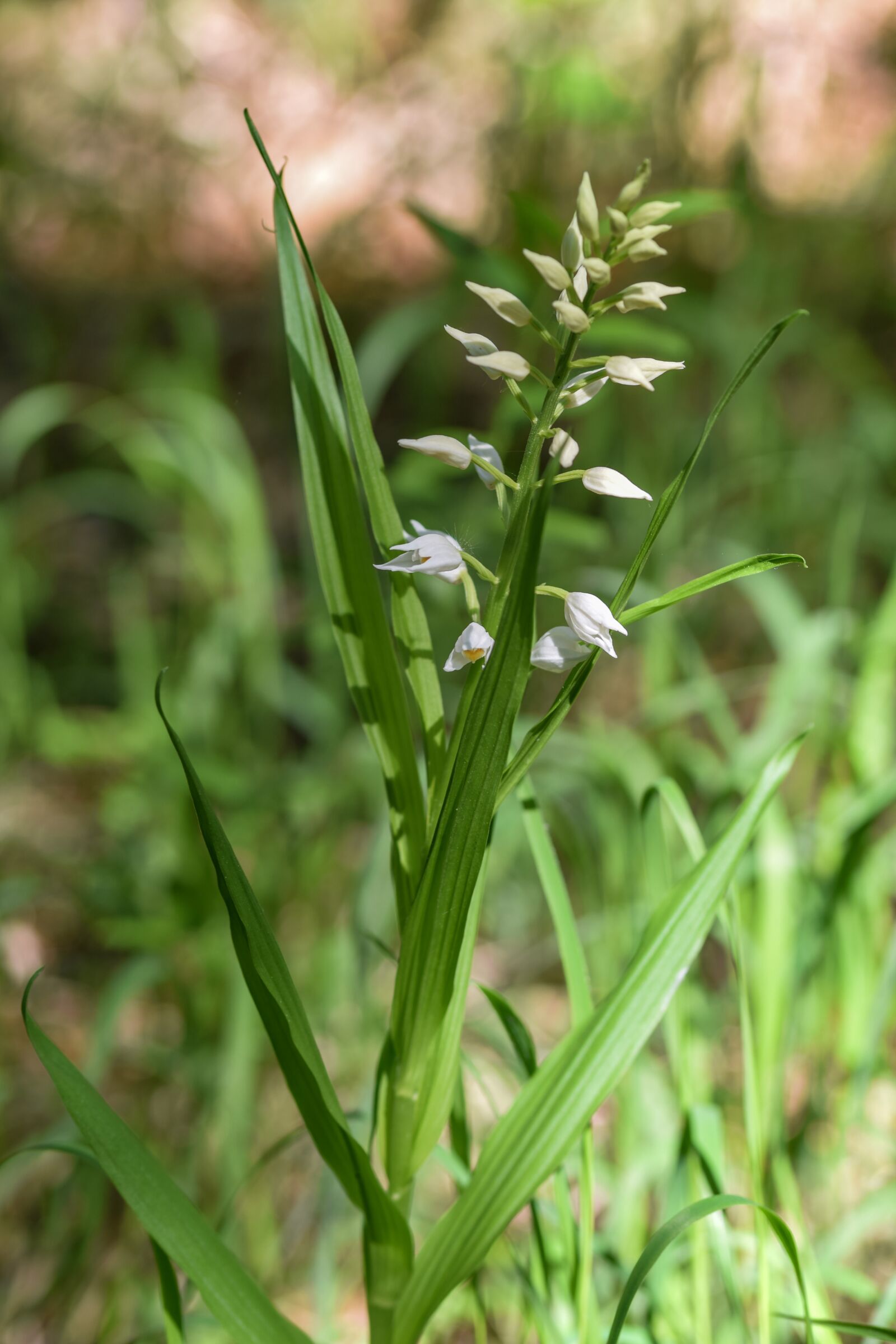 Nikon D5300 sample photo. Flower, plant, nature photography