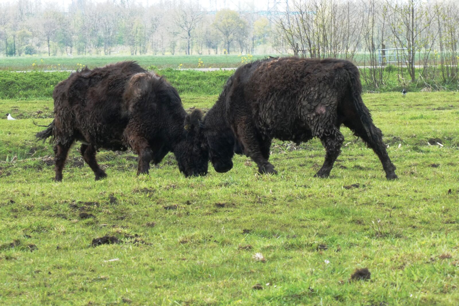 Panasonic Lumix DC-ZS70 (Lumix DC-TZ90) sample photo. Galloway cows, fighting, bump photography