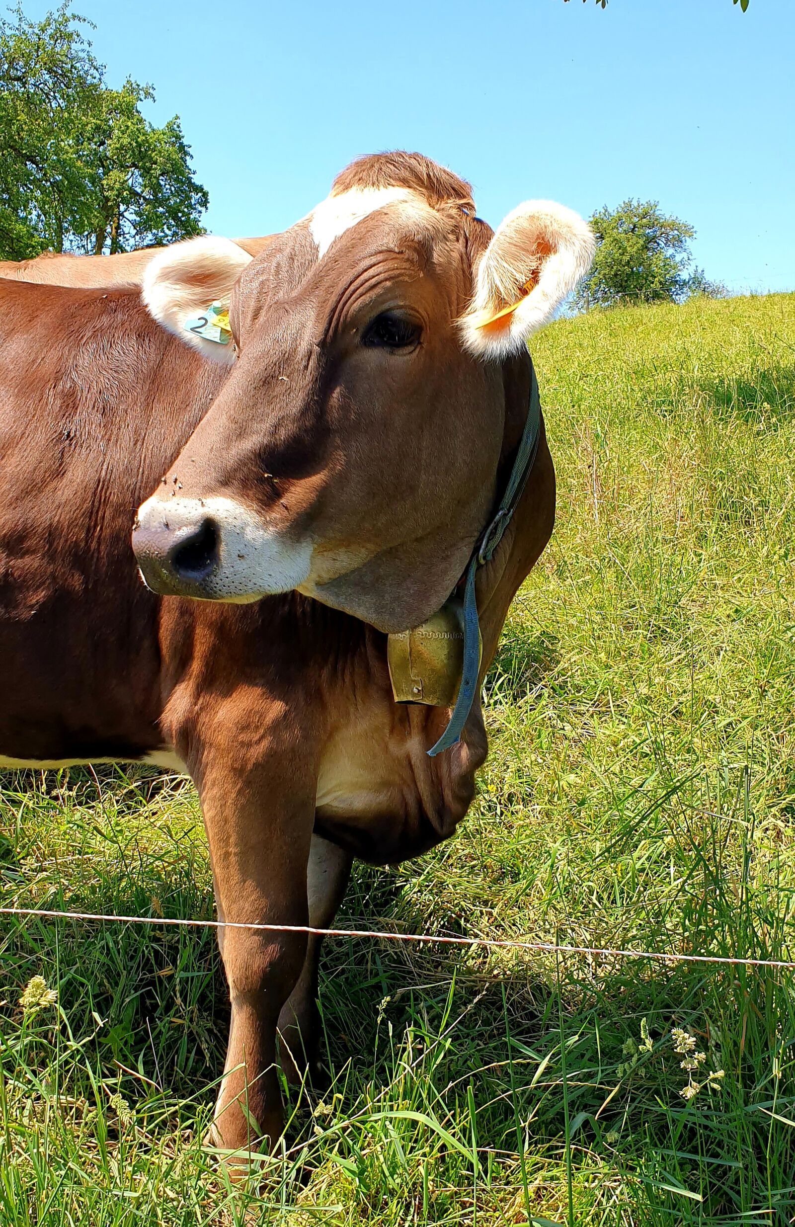 Samsung Galaxy S9 sample photo. Cow, animal, cowboy photography
