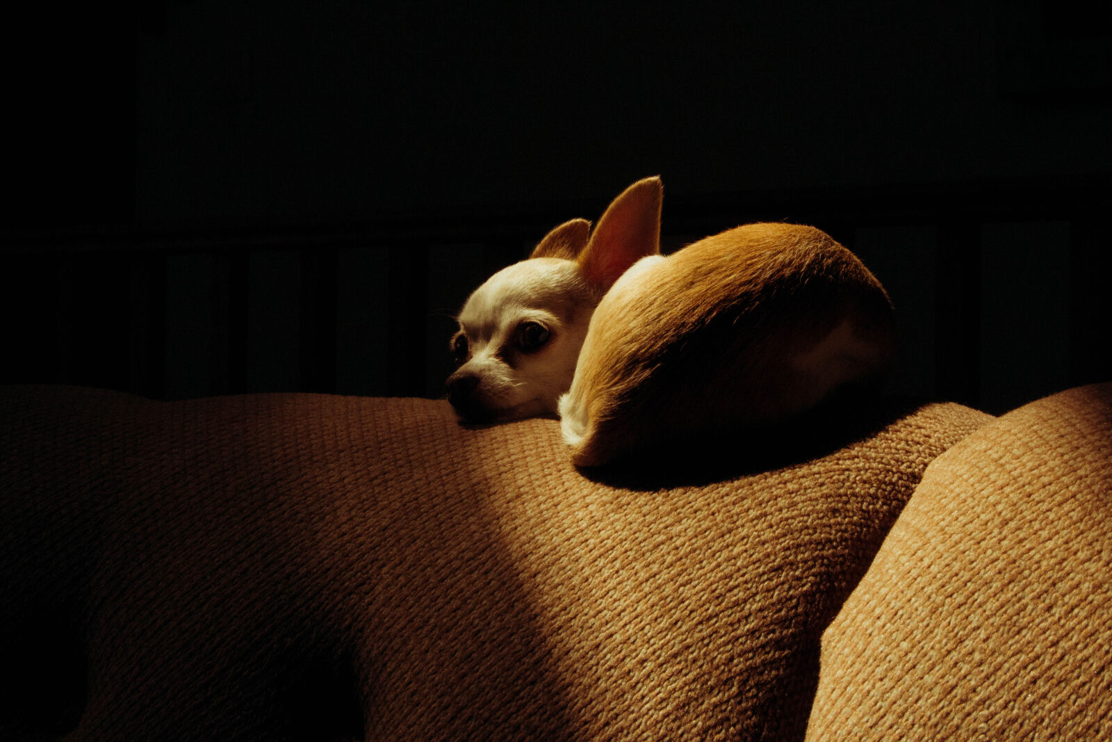 Canon EOS 700D (EOS Rebel T5i / EOS Kiss X7i) sample photo. Chihuahua, puppy photography