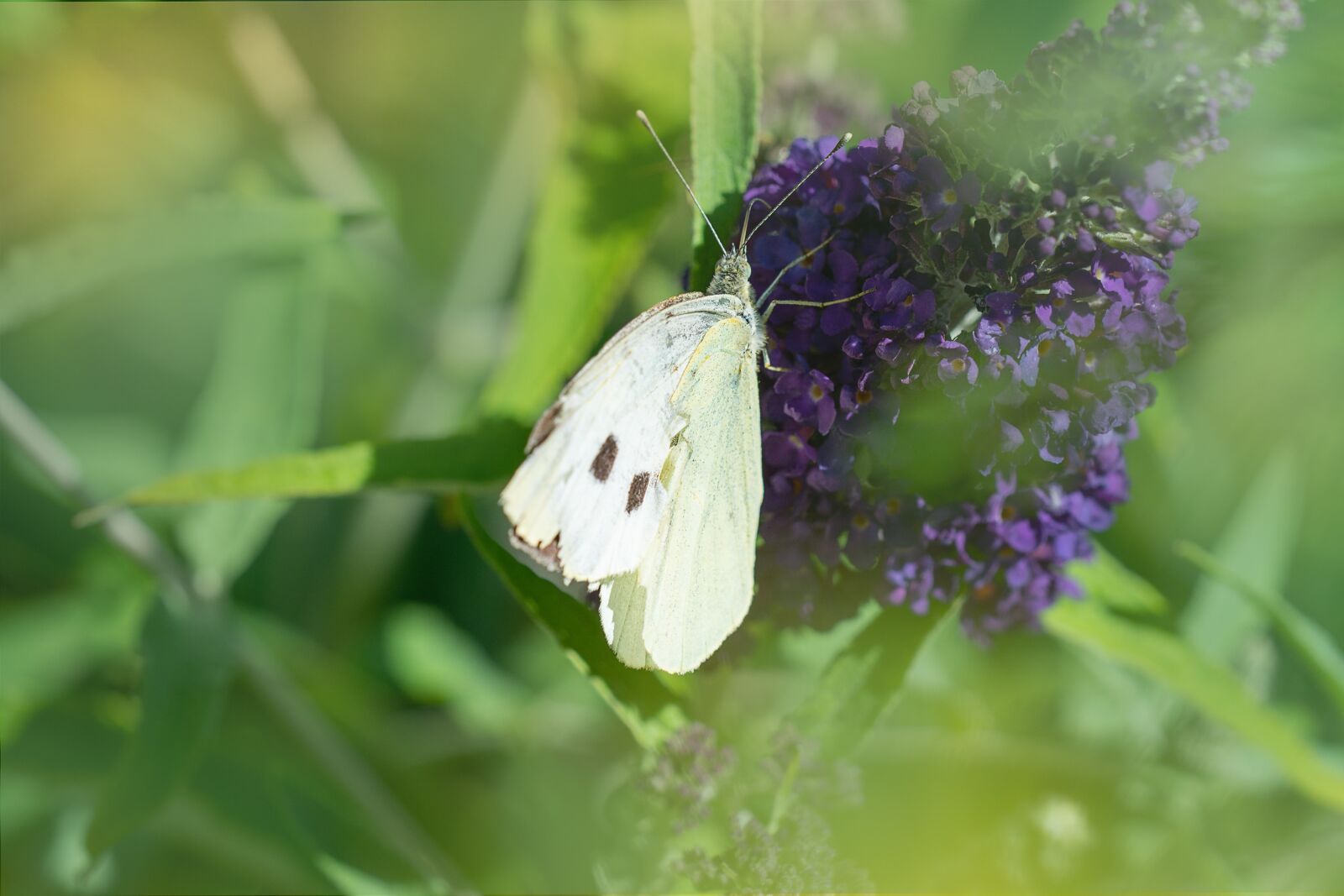 Nikon D7100 sample photo. Butterfly, butterflies, edelfalter photography