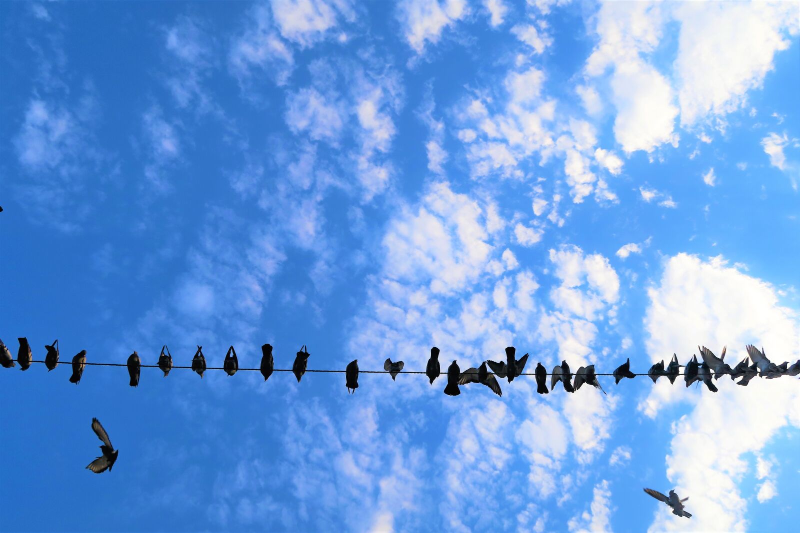 Canon PowerShot G7 X sample photo. Birds, sky, nature photography