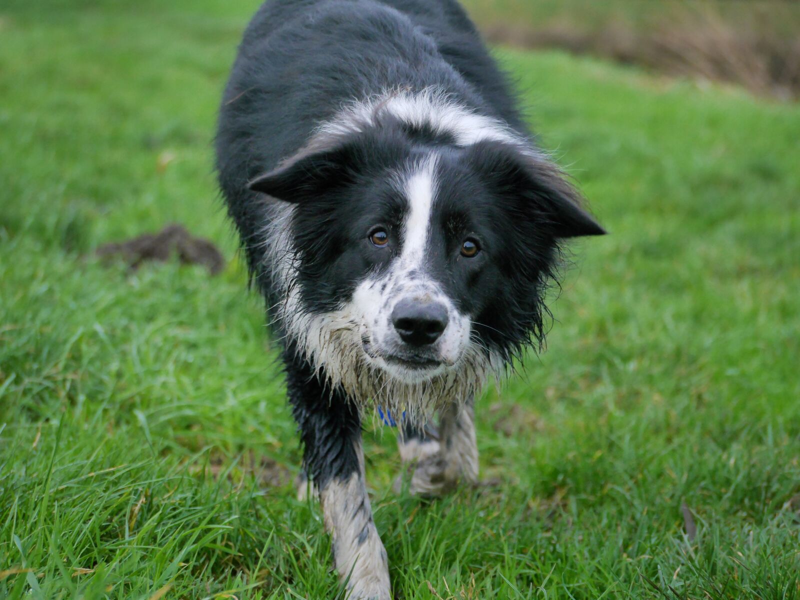 Panasonic Lumix DMC-G6 sample photo. Border collie, dog, collie photography