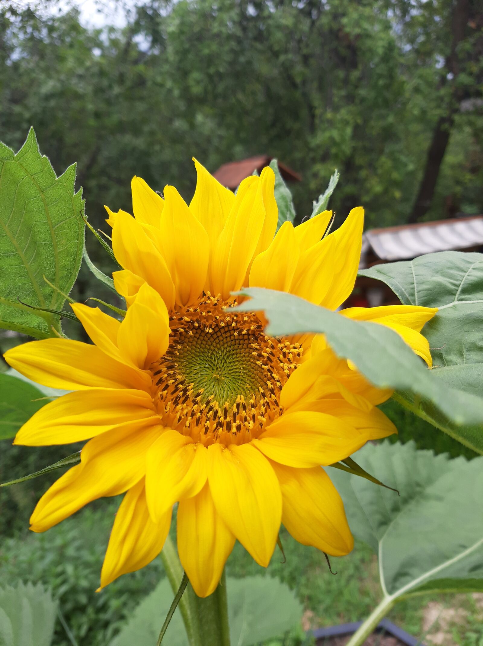 Samsung Galaxy A50 sample photo. Sunflower, flower, summer photography