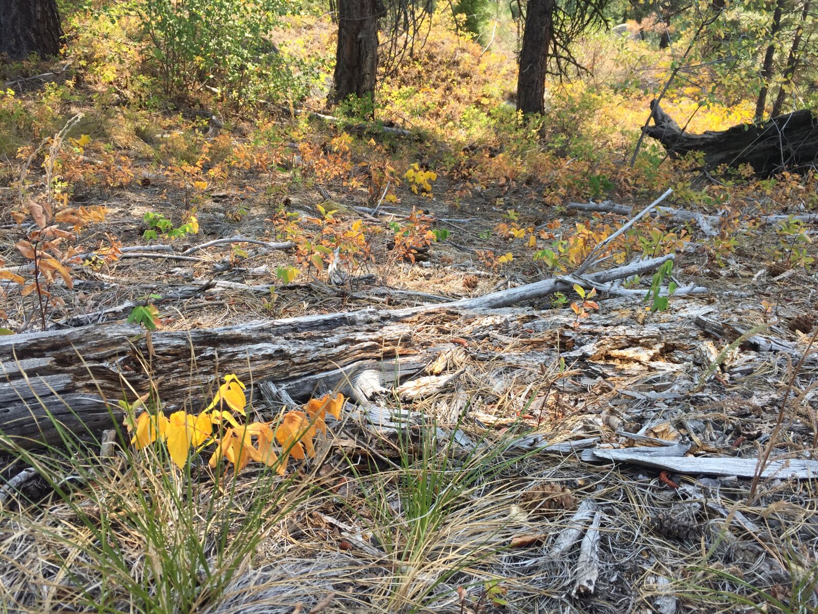 iPhone 6 Plus back camera 4.15mm f/2.2 sample photo. Fall, leaves, theme, destruction photography