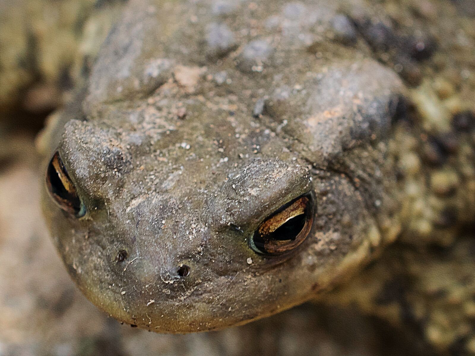 Nikon D3300 sample photo. Common toad, nature, animal photography