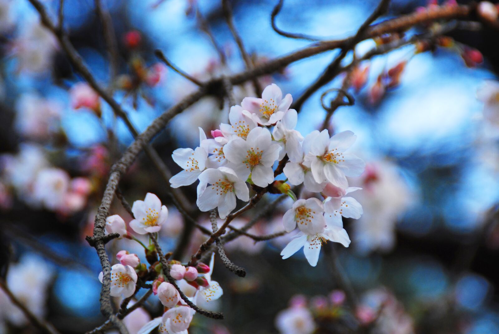 Nikon D40X sample photo. Sakura, chery blossom, flowers photography
