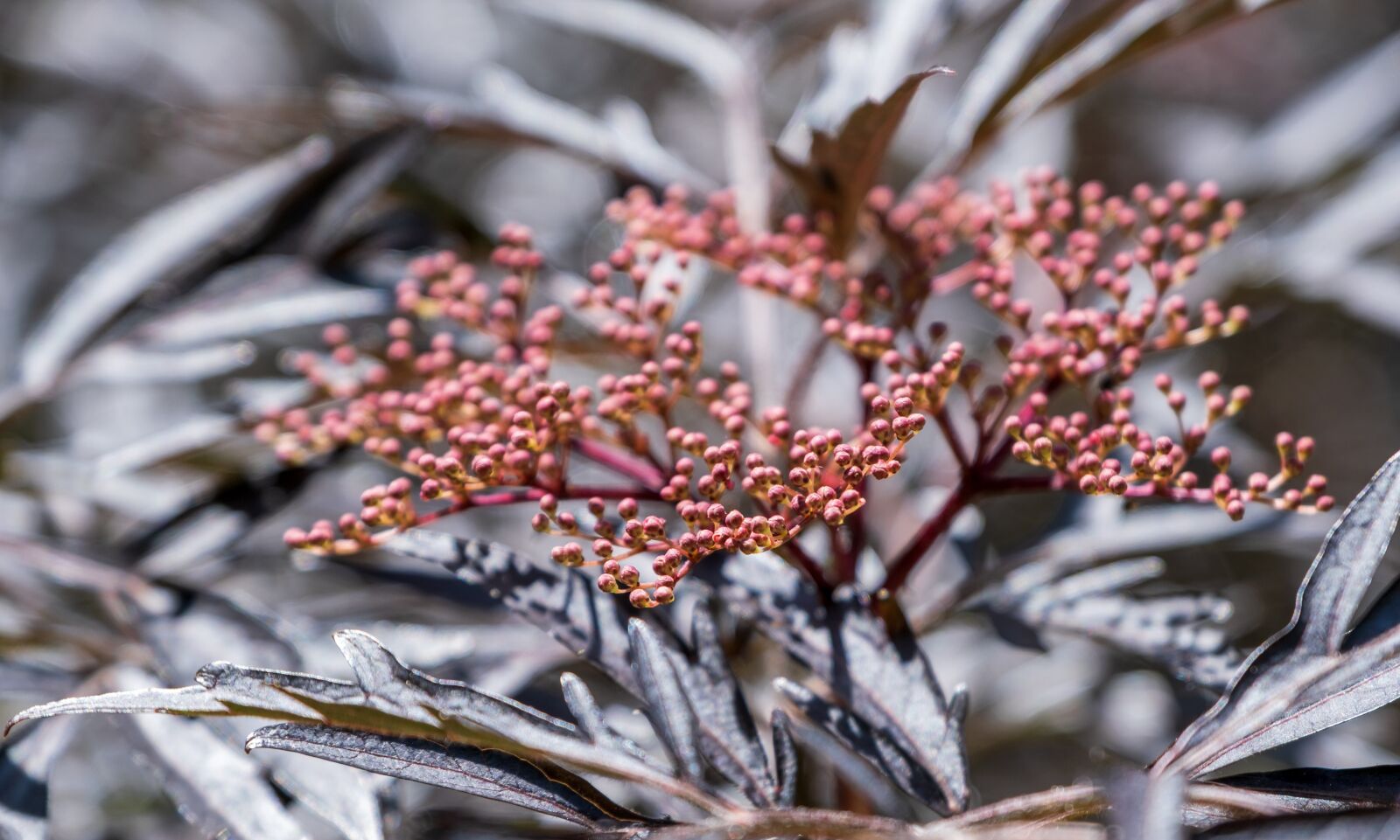 Fujifilm X-T3 sample photo. Elder, slit-leafed elderberry, red photography