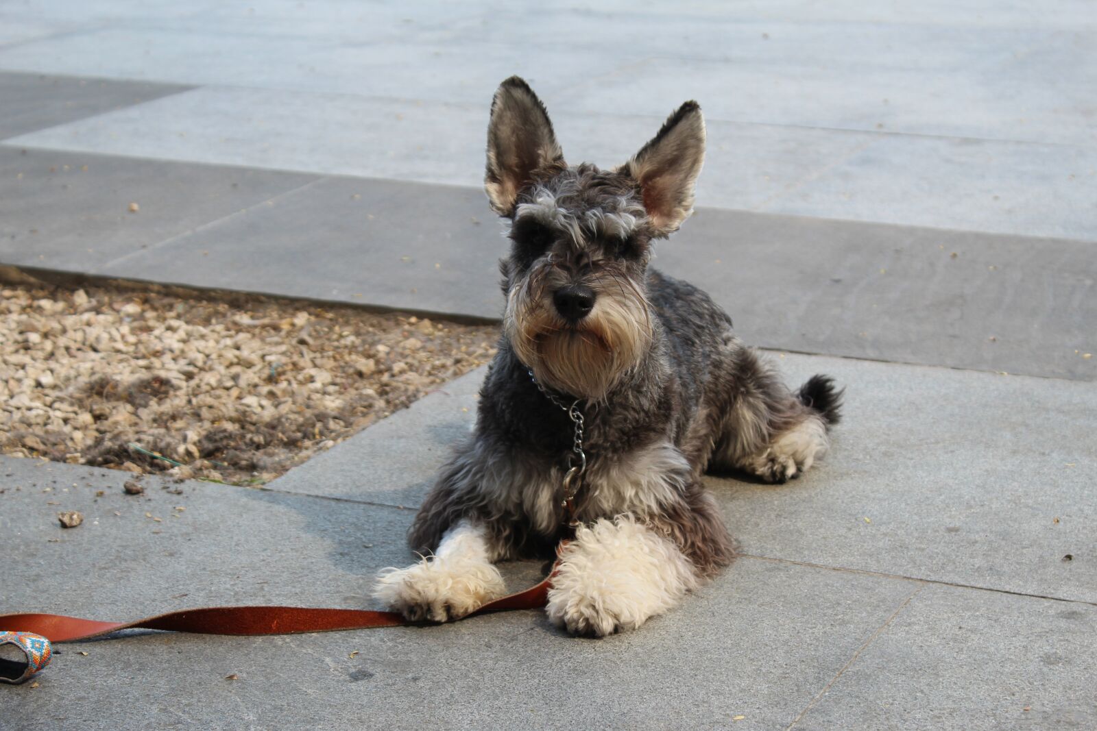 Canon EOS 1300D (EOS Rebel T6 / EOS Kiss X80) sample photo. Schnauzer, dog command, stay photography