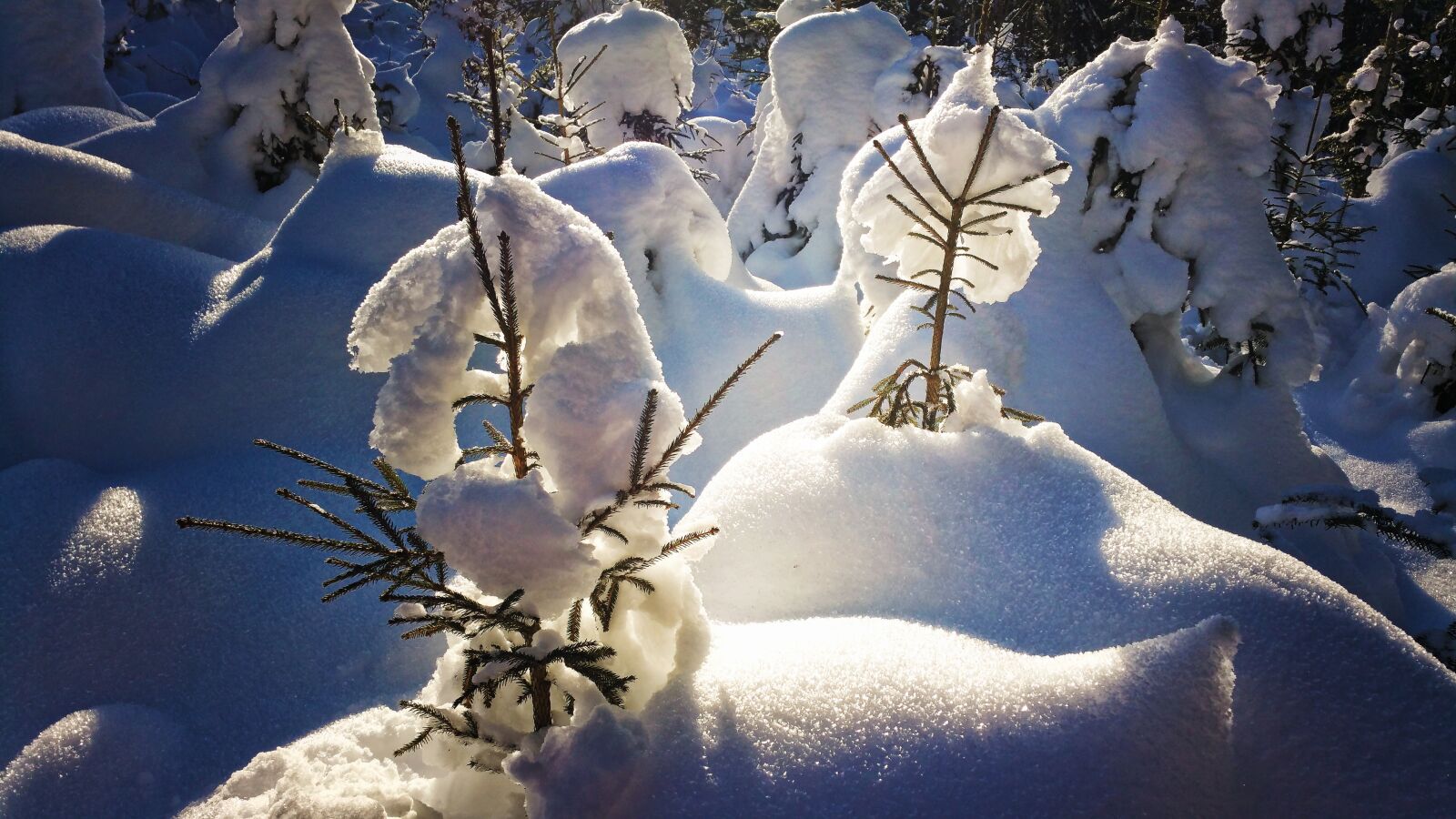 Samsung Galaxy Note4 sample photo. Forest, snow, winter photography