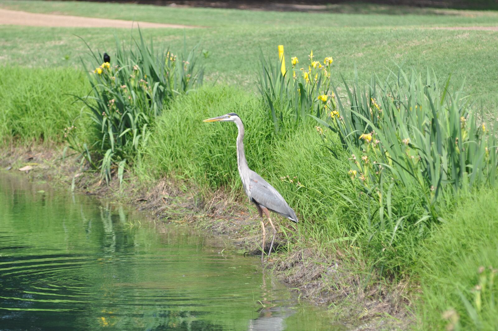 Nikon D90 sample photo. Bird, nature, wildlife photography