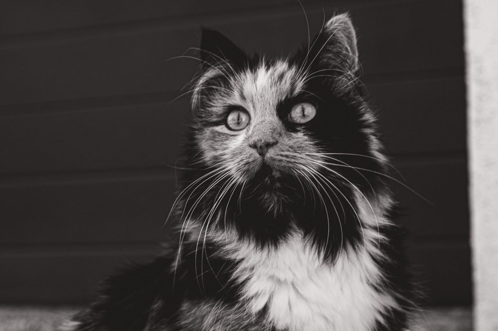 Nikon D90 sample photo. Cat, black and white photography