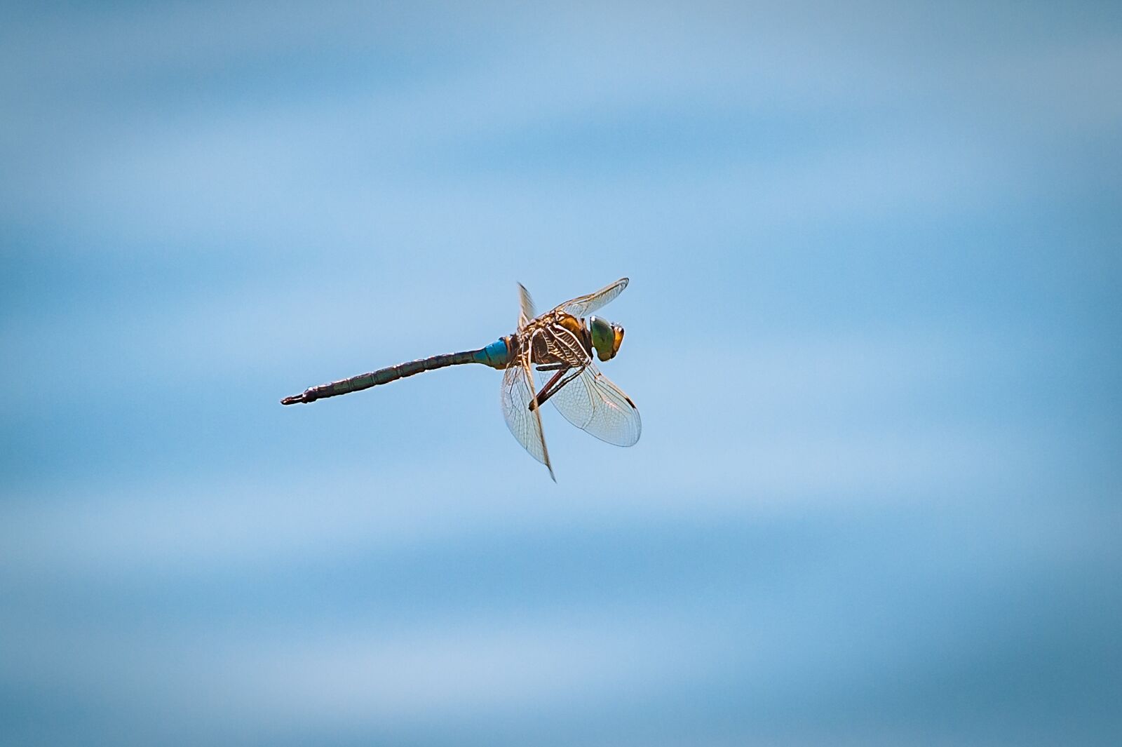 Nikon D700 sample photo. Dragonfly, flight, insect photography