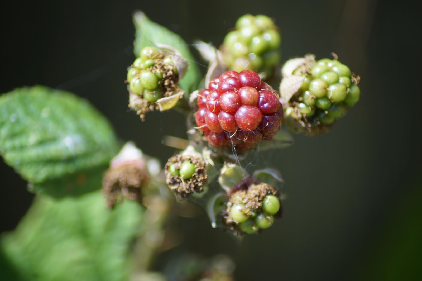 Sony SLT-A58 sample photo. Blackberry, nature, garden photography