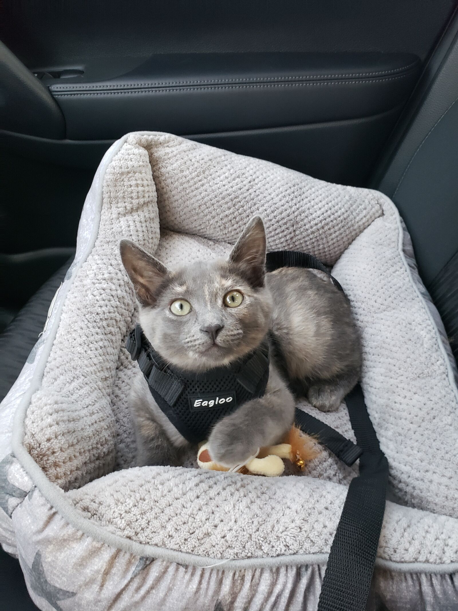 Samsung Galaxy S9 sample photo. Cat, harness, grey cat photography