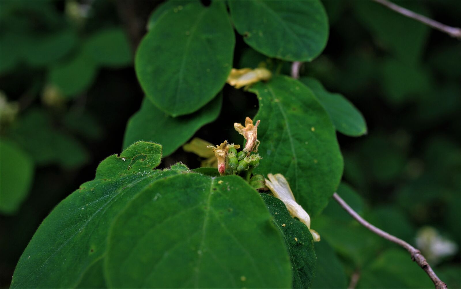 Canon EF-S 35mm F2.8 Macro IS STM sample photo. Lonicera xylosteum, honeysuckle, leg photography