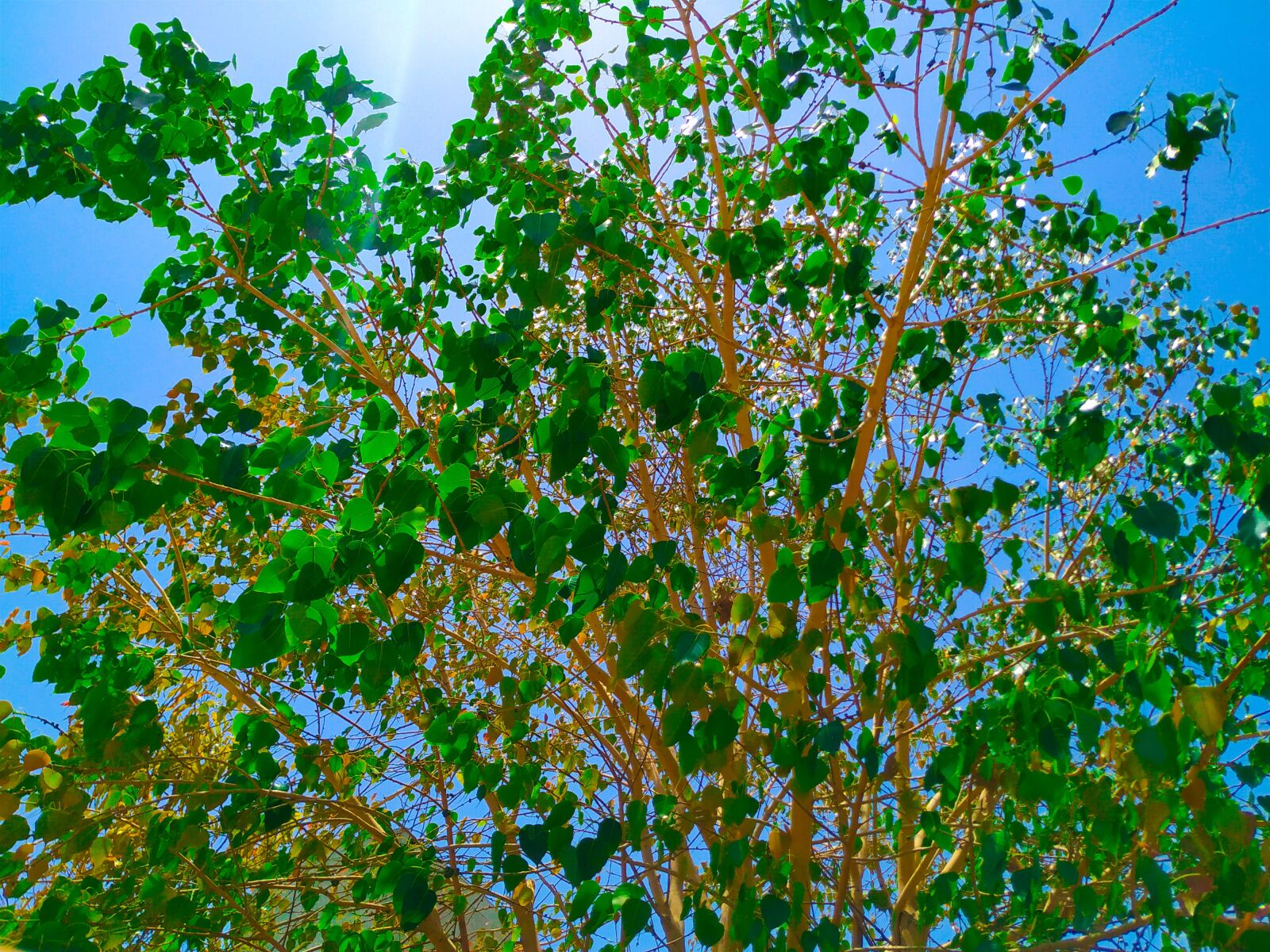 Xiaomi Mi A2 sample photo. Blue, sky, tree photography