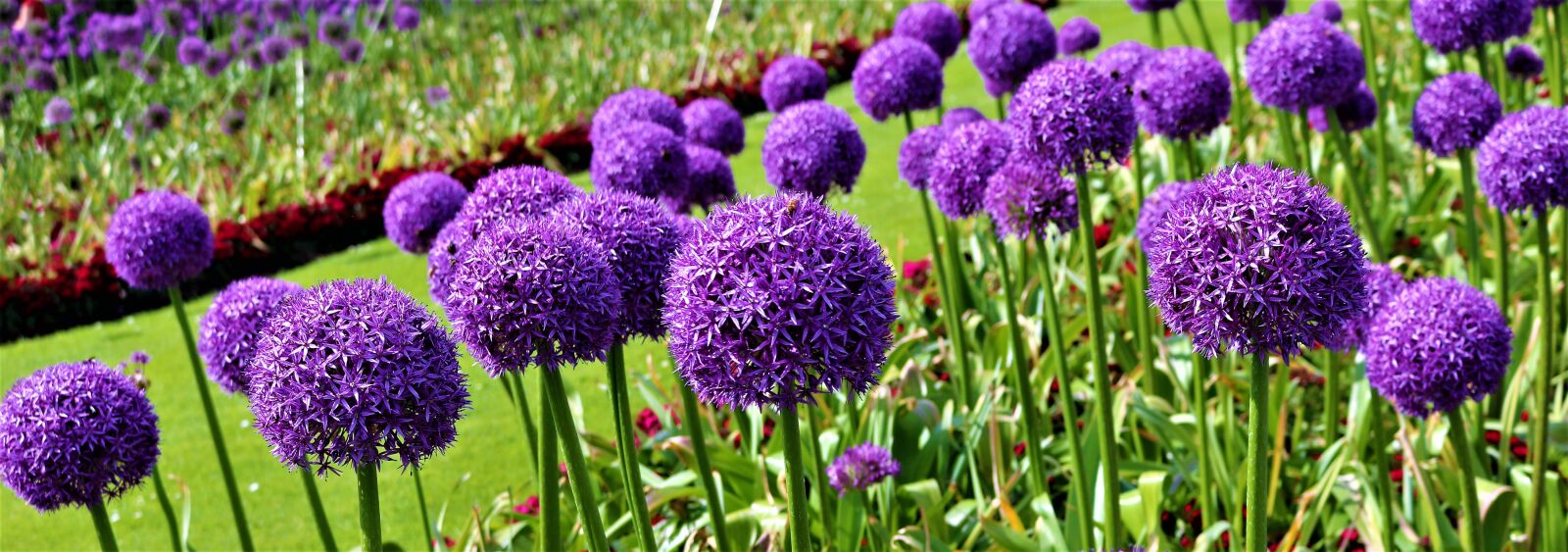 Canon EOS 750D (EOS Rebel T6i / EOS Kiss X8i) sample photo. Nature, flower, flora photography