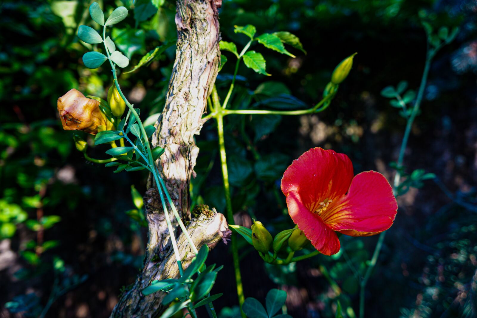 Sony a6000 + Tamron 18-200mm F3.5-6.3 Di III VC sample photo. Bignone, flower, nature photography