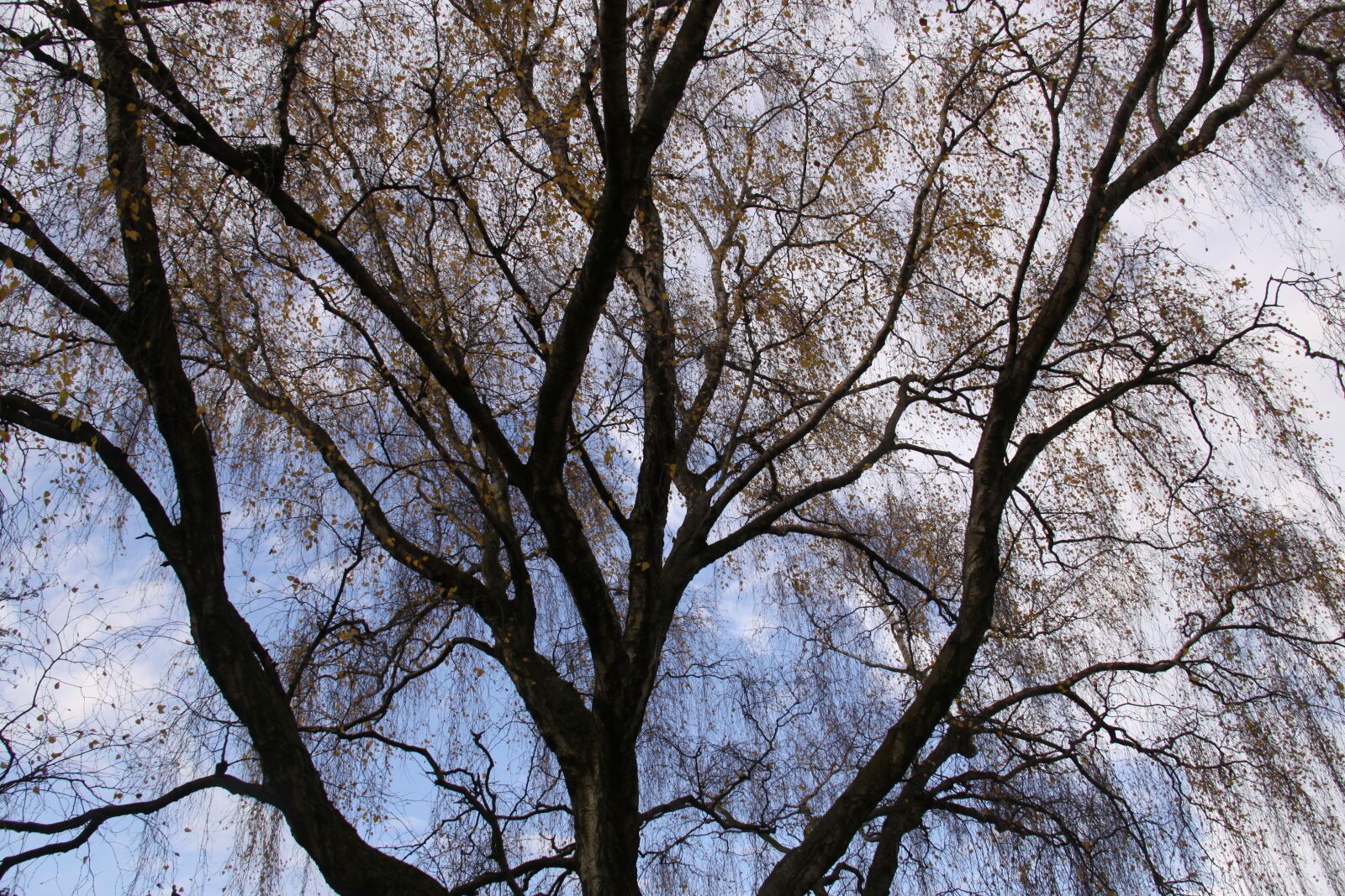 Canon EOS 50D sample photo. Wood, silhouette, branches photography
