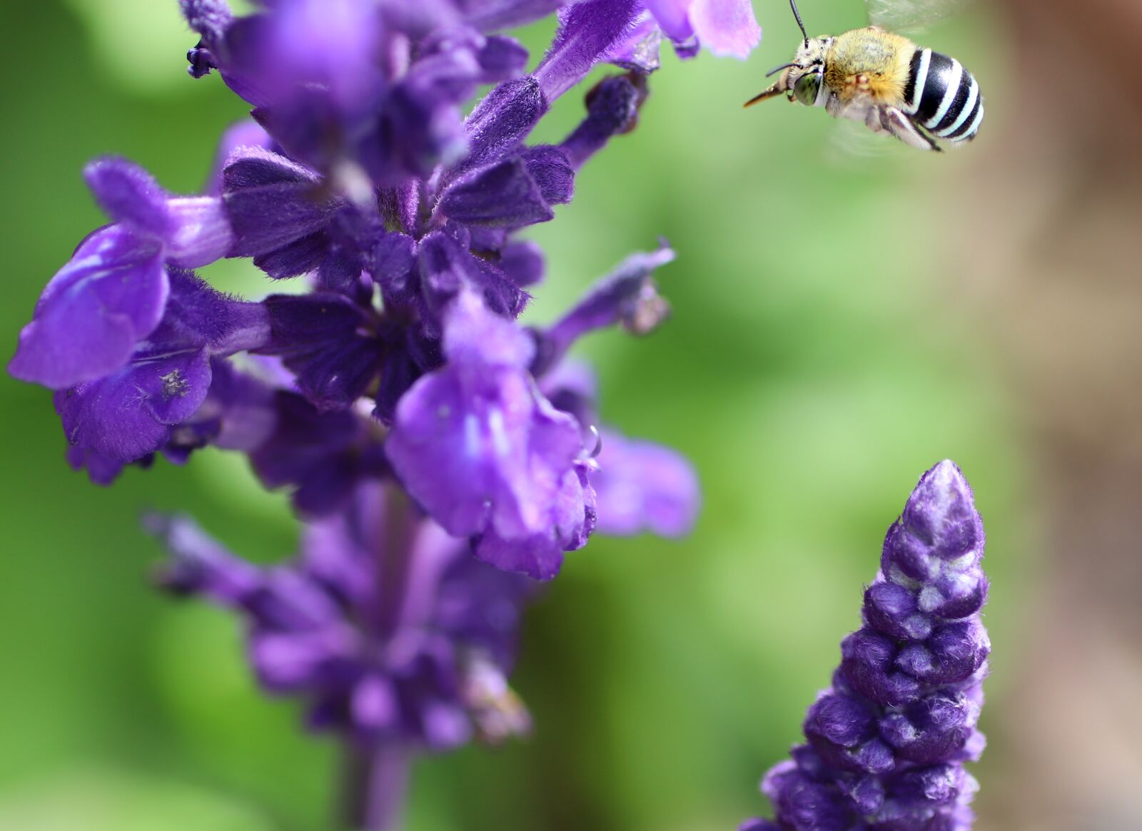 Tamron SP 90mm F2.8 Di VC USD 1:1 Macro sample photo. Bee, australian, blue banded photography