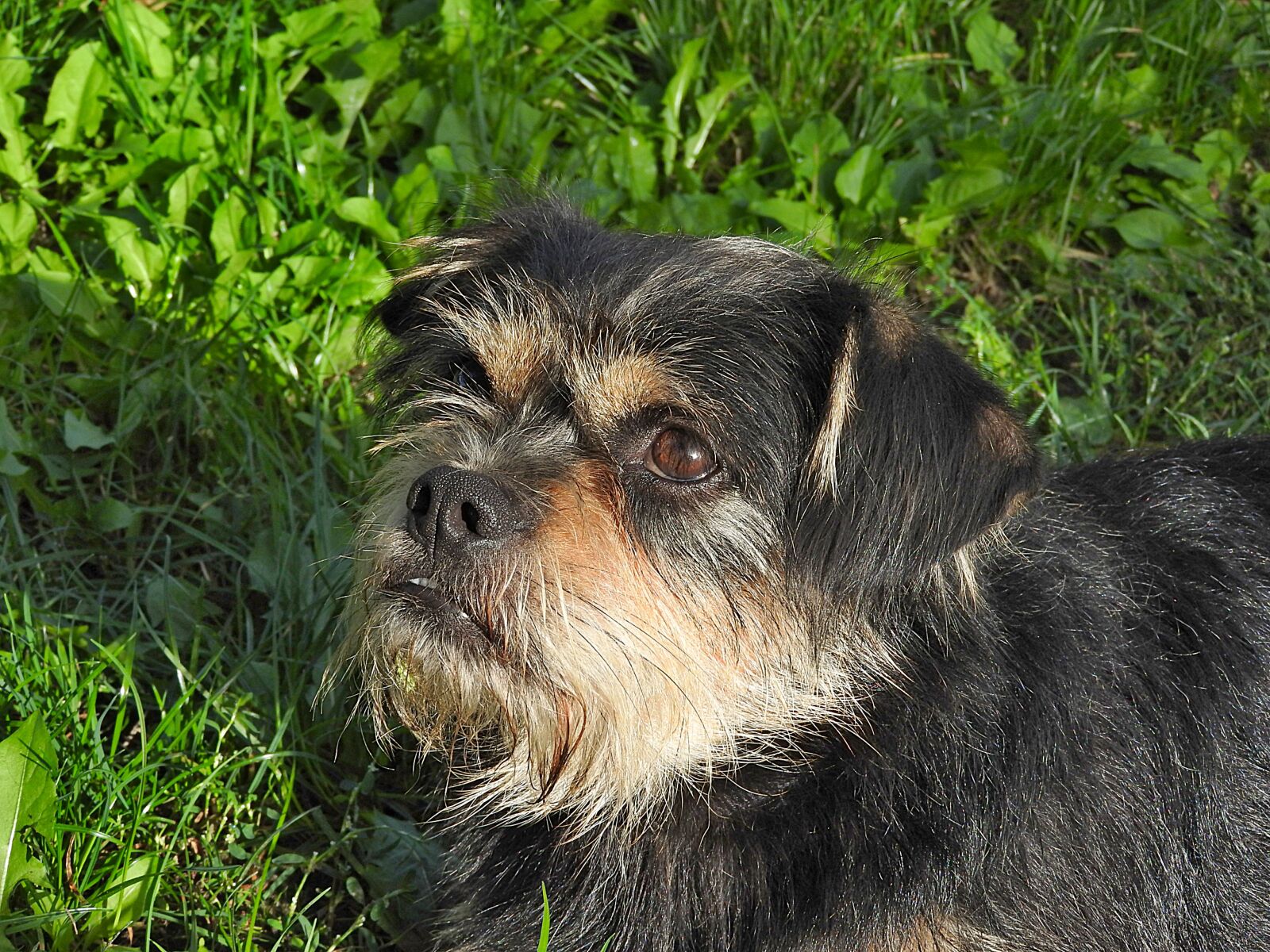 Nikon Coolpix P610 sample photo. Dog, hybrid, pet photography