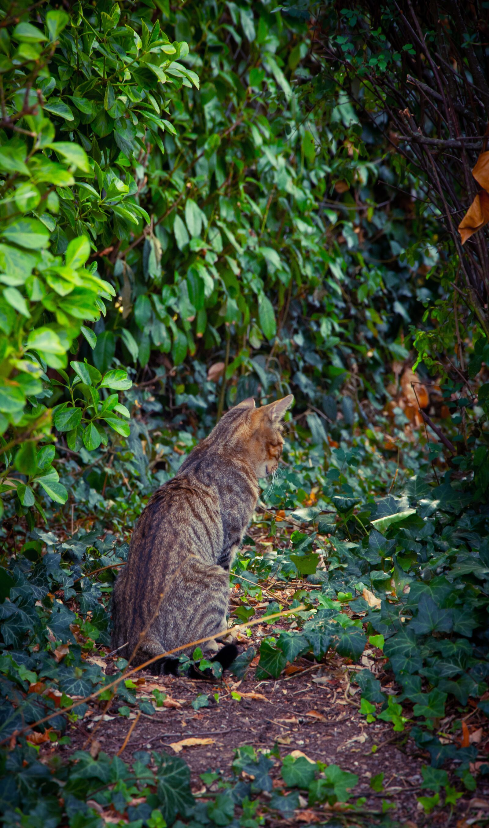 Nikon D7200 sample photo. Cat, ride, feline photography