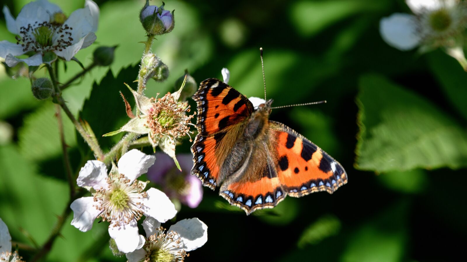 Nikon D7200 sample photo. Butterfly, british, nature photography