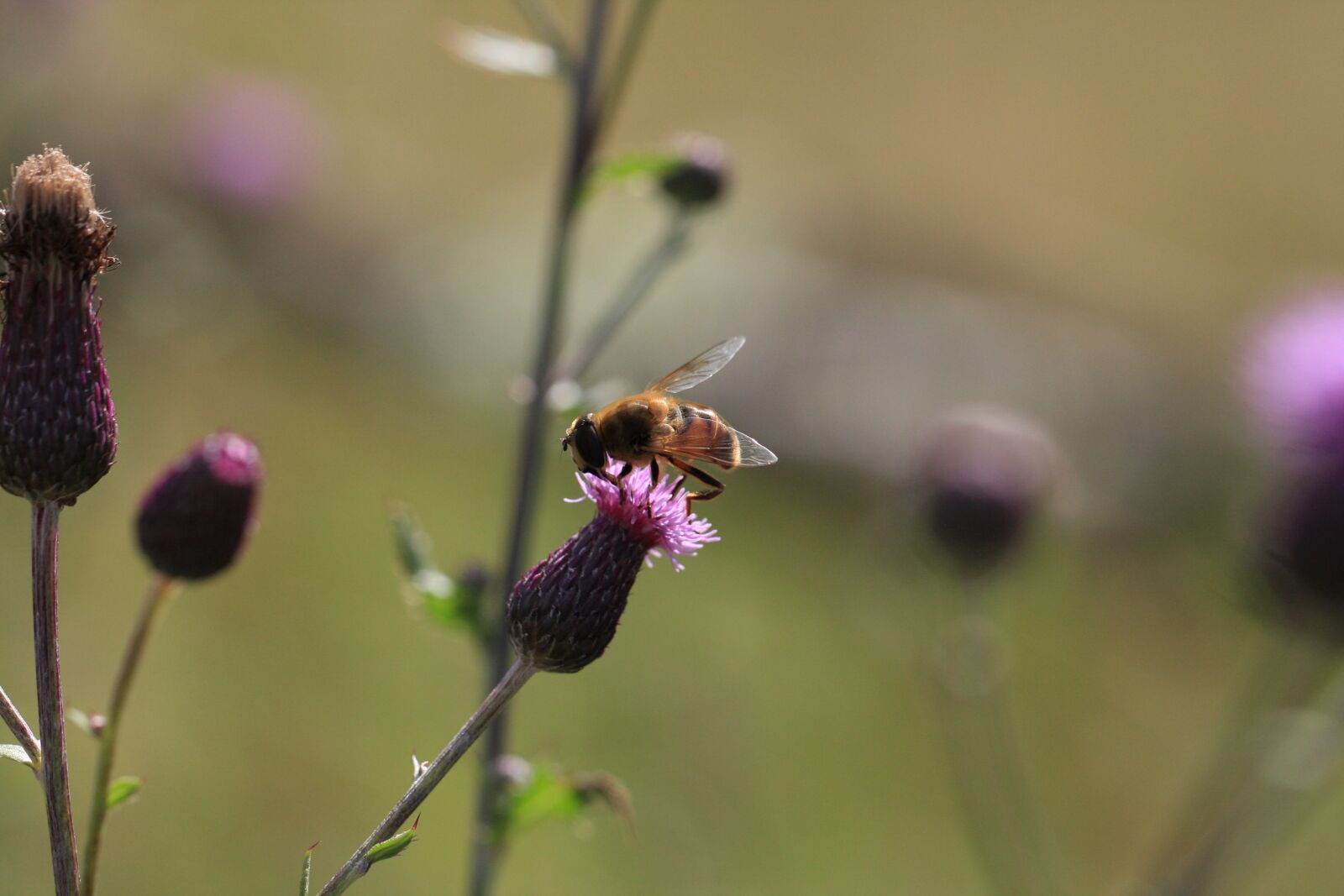 Canon EOS 40D sample photo. Flowers, leaves, nature photography