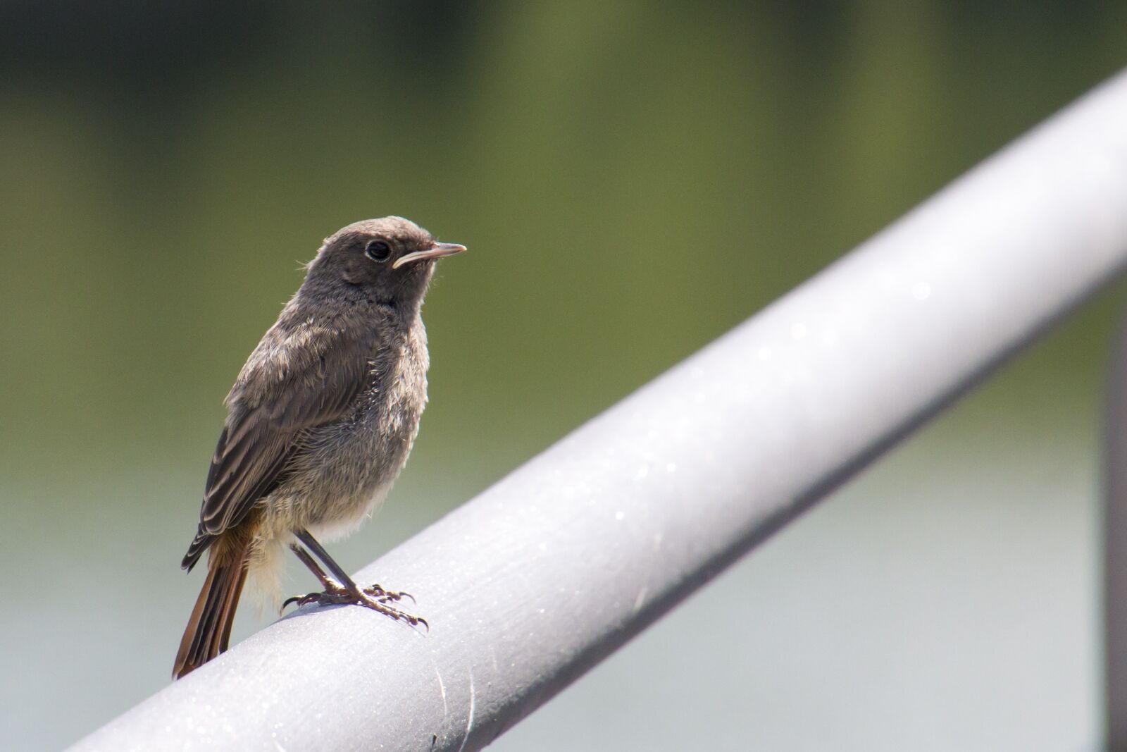 Canon EOS 70D sample photo. Black redstart, eifel, phoenicurus photography