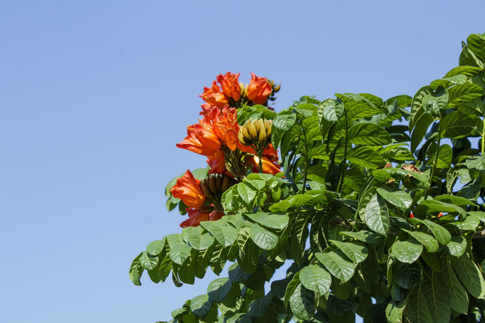 Canon EOS 1300D (EOS Rebel T6 / EOS Kiss X80) sample photo. Flower, tree, nature photography