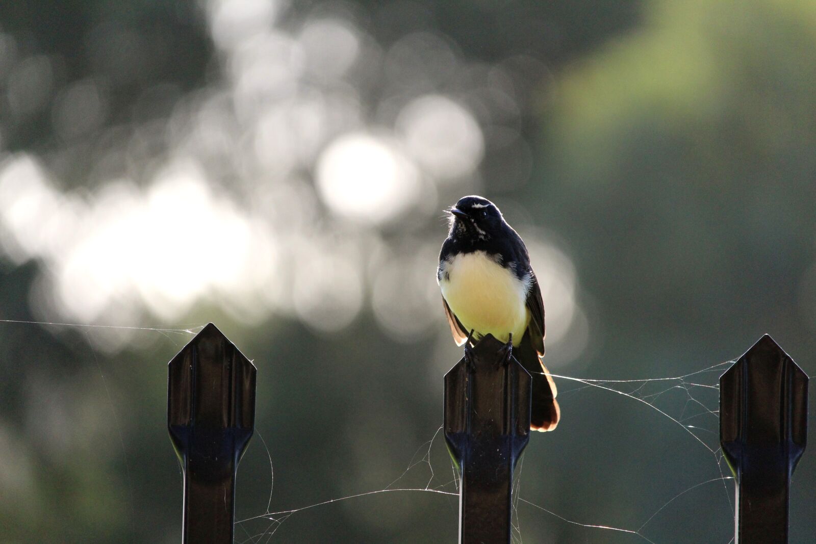 Canon EF-S 55-250mm F4-5.6 IS STM sample photo. Willy, willie, wagtail photography