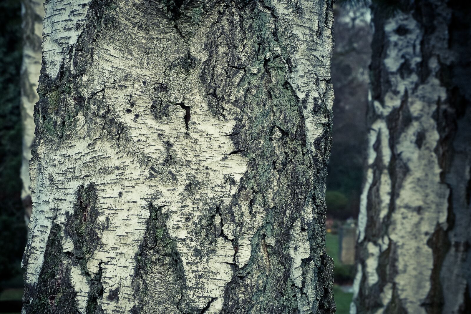 Olympus OM-D E-M10 sample photo. Bark, tree, nature photography
