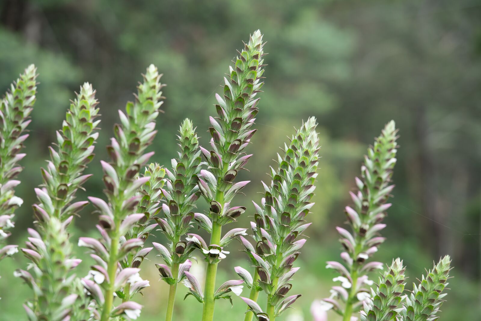 Nikon D850 sample photo. Acanthus mollis, oyster plant photography
